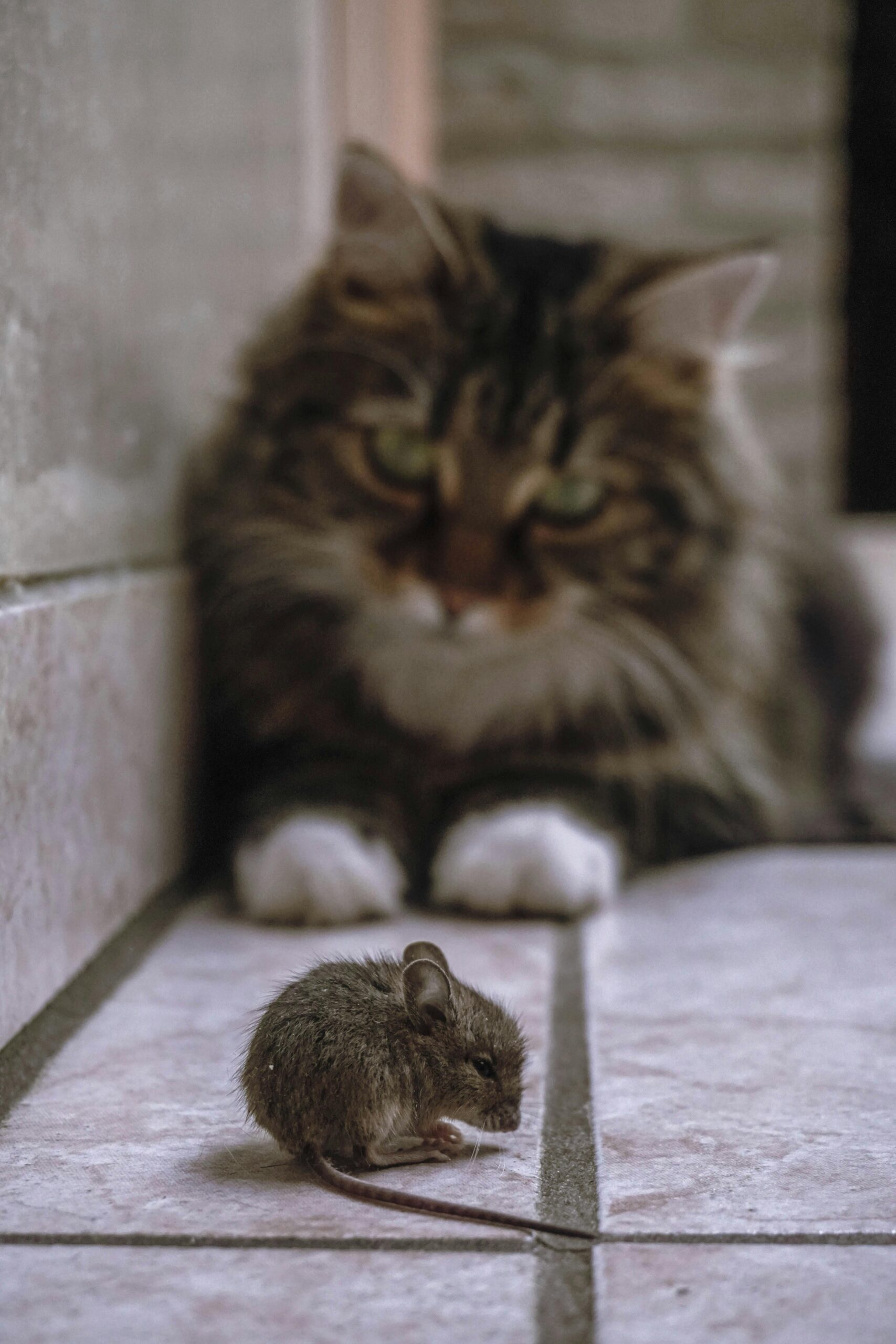 Cat and mouse
